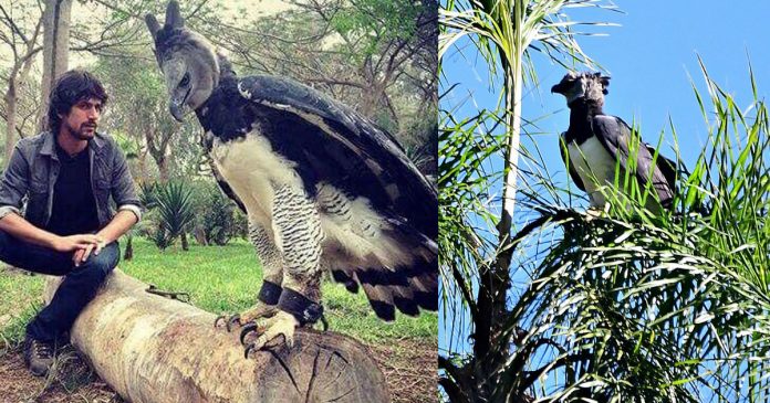 Harpia, uma das maiores aves de rapina do mundo, é fotografada pela primeira vez no Paraná