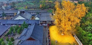 Conheça a árvore rara que derrama um “cobertor de ouro”sobre suas raizes há 1400 anos Conheça a árvore rara que derrama um “cobertor de ouro”sobre suas raizes há 1400 anos