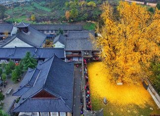 Conheça a árvore rara que derrama um “cobertor de ouro”sobre suas raizes há 1400 anos