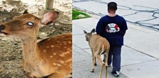 Todos os dias antes da escola, garotinho ajudava cervo cego a encontrar comida Todos os dias antes da escola, garotinho ajudava cervo cego a encontrar comida