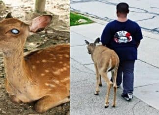 Todos os dias antes da escola, garotinho ajudava cervo cego a encontrar comida