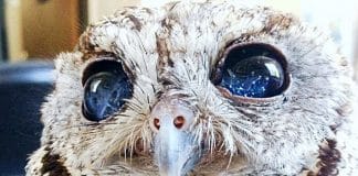 Esse é Zeus, uma coruja cega que foi resgatada, mas que trouxe consigo uma galáxia em seus olhos. Esse é Zeus, uma coruja cega que foi resgatada, mas que trouxe consigo uma galáxia em seus olhos.