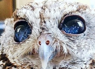 Esse é Zeus, uma coruja cega que foi resgatada, mas que trouxe consigo uma galáxia em seus olhos.