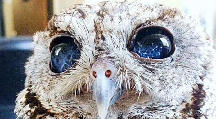 CORUJA CAPA Esse é Zeus, uma coruja cega que foi resgatada, mas que trouxe consigo uma galáxia em seus olhos.