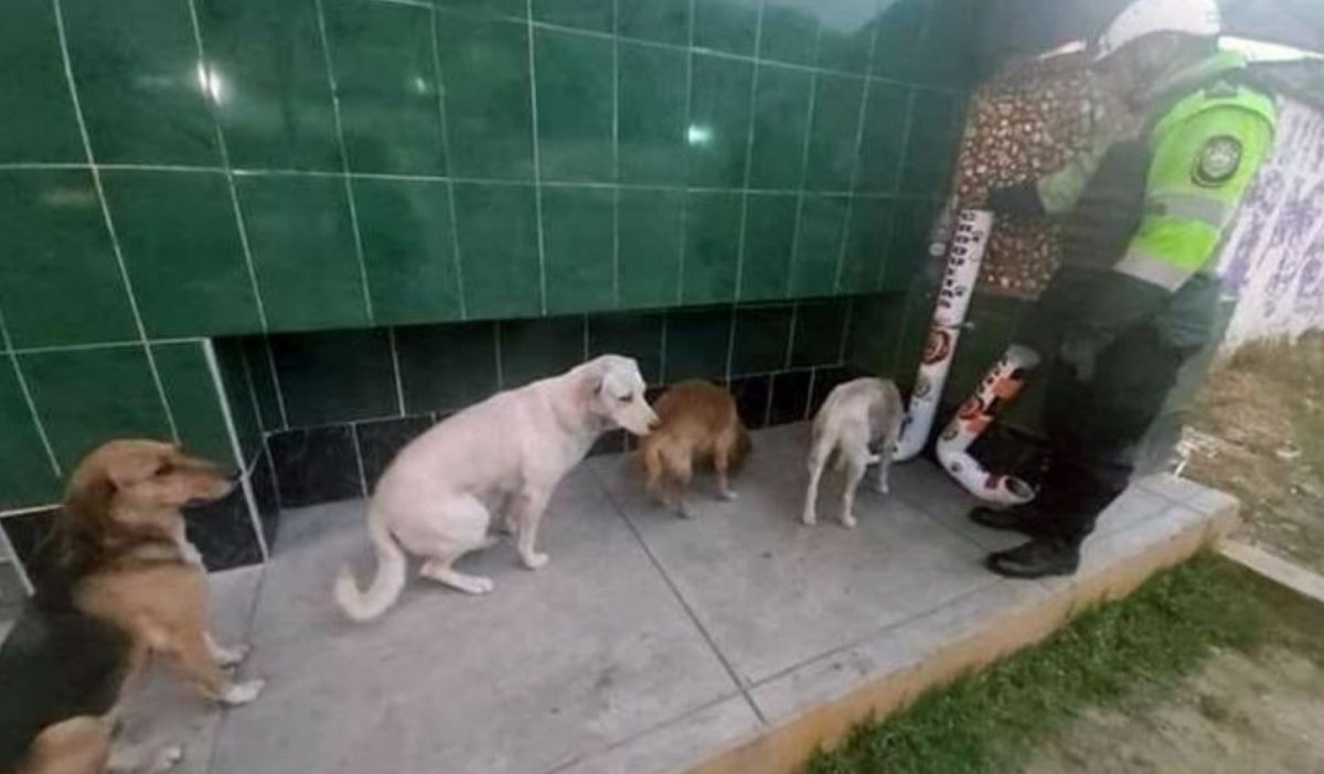 contioutra.com - Cães abandonados e com fome se alinham para esperar uma refeição no dispensador de alimentos