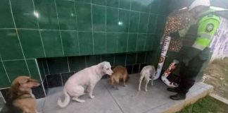 Cães abandonados e com fome se alinham para esperar uma refeição no dispensador de alimentos