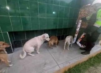 Cães abandonados e com fome se alinham para esperar uma refeição no dispensador de alimentos