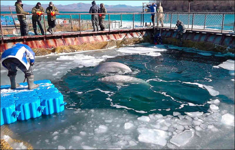 contioutra.com - Últimas belugas são libertadas da prisão de baleias na Rússia