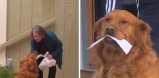 Idosa recebe ajuda de cãozinho durante isolamento; ele entrega as compras dela toda semana