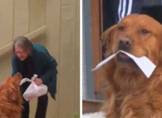Idosa recebe ajuda de cãozinho durante isolamento; ele entrega as compras dela toda semana