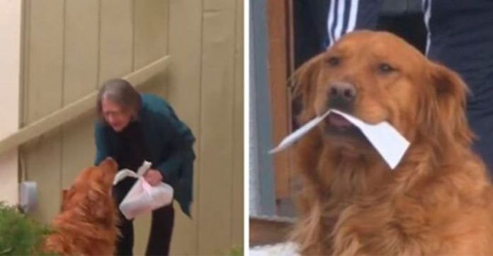 Idosa recebe ajuda de cãozinho durante isolamento; ele entrega as compras dela toda semana