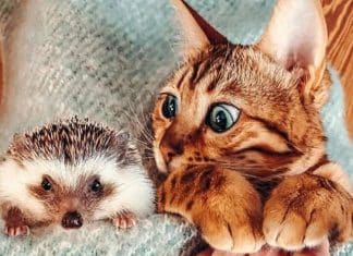 Gatinha faz inusitada amizade com porco-espinho e a internet não está sabendo lidar com tamanha fofura
