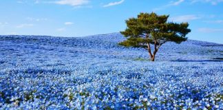 Quase 5 milhões de flores azuis florescem nesse campo japonês. O resultado é um conto de fadas.