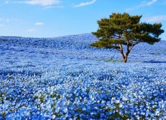 Quase 5 milhões de flores azuis florescem nesse campo japonês. O resultado é um conto de fadas.