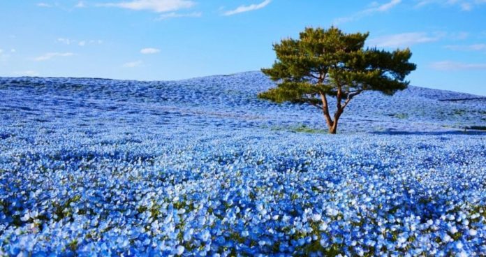 Quase 5 milhões de flores azuis florescem nesse campo japonês. O resultado é um conto de fadas.