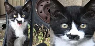 Gatinho surpreende a internet com marca no nariz em formato de gato