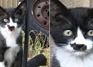 Gatinho surpreende a internet com marca no nariz em formato de gato
