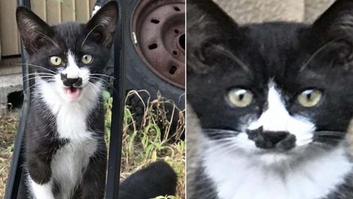 Gatinho surpreende a internet com marca no nariz em formato de gato