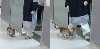 Gata leva seu filhotinho doente ao hospital e aguarda tratamento