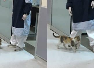 Gata leva seu filhotinho doente ao hospital e aguarda tratamento