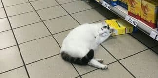 Gato invade supermercado para roubar ração, mas acaba dormindo na cena do crime