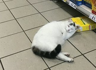 Gato invade supermercado para roubar ração, mas acaba dormindo na cena do crime