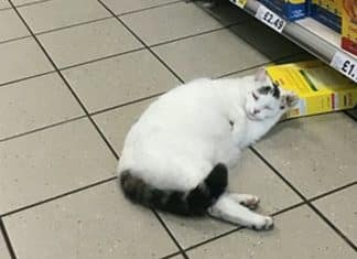 Gato invade supermercado para roubar ração, mas acaba dormindo na cena do crime