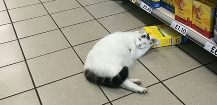 Gato invade supermercado para roubar ração, mas acaba dormindo na cena do crime