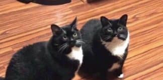 O gato some, o dono sai a procura, ele acha o gato, volta com o gato, mas depois o gato volta por conta.