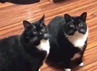 O gato some, o dono sai a procura, ele acha o gato, volta com o gato, mas depois o gato volta por conta.