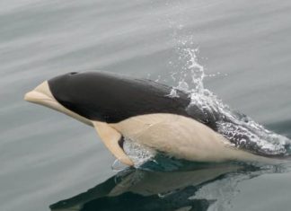 Pela primeira vez um exótico golfinho liso foi fotografado no Estreito de Magalhães