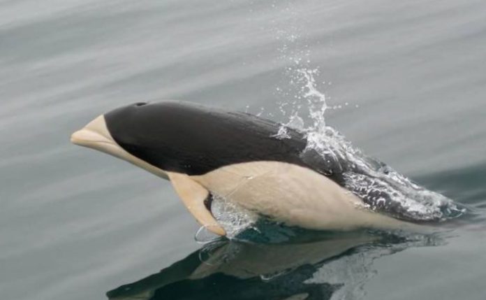 Pela primeira vez um exótico golfinho liso foi fotografado no Estreito de Magalhães