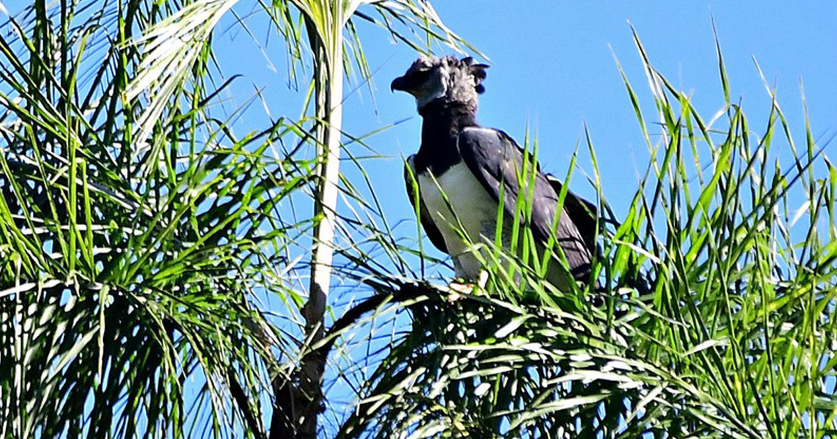 contioutra.com - Harpia, uma das maiores aves de rapina do mundo, é fotografada pela primeira vez no Paraná