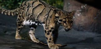 Leopardo que parecia extinto desde os anos 80 é visto novamente em Taiwan Leopardo que parecia extinto desde os anos 80 é visto novamente em Taiwan