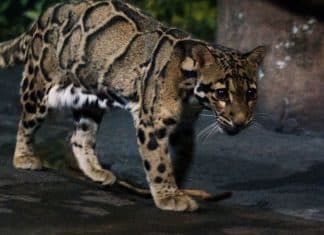 Leopardo que parecia extinto desde os anos 80 é visto novamente em Taiwan