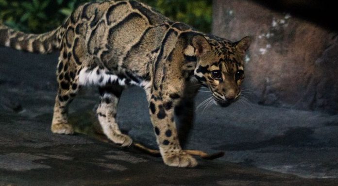 Leopardo que parecia extinto desde os anos 80 é visto novamente em Taiwan