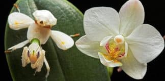 Louva-a-deus orquídea, o belíssimo inseto que imita flores para se alimentar