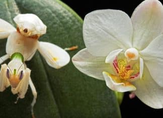 Louva-a-deus orquídea, o belíssimo inseto que imita flores para se alimentar