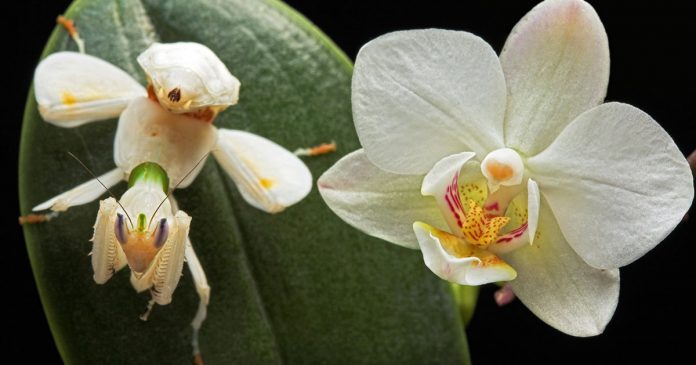 Louva-a-deus orquídea, o belíssimo inseto que imita flores para se alimentar