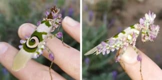 Mulher encontra ‘louva-a-deus’ tão bonito que quase parece ser perfeito demais para ser real
