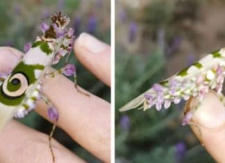 Mulher encontra ‘louva-a-deus’ tão bonito que quase parece ser perfeito demais para ser real