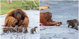 Amizade entre família orangotango e grupo de lontras rende as fotos mais fofinhas que você verá hoje