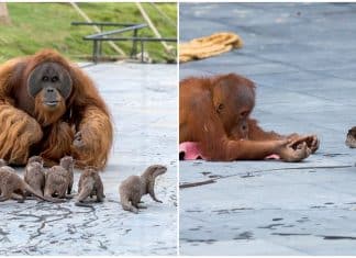 Amizade entre família orangotango e grupo de lontras rende as fotos mais fofinhas que você verá hoje