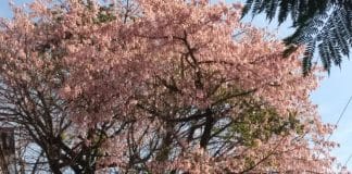 Todos os anos a Primavera vem