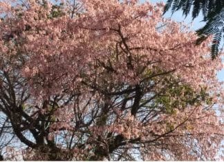 Todos os anos a Primavera vem