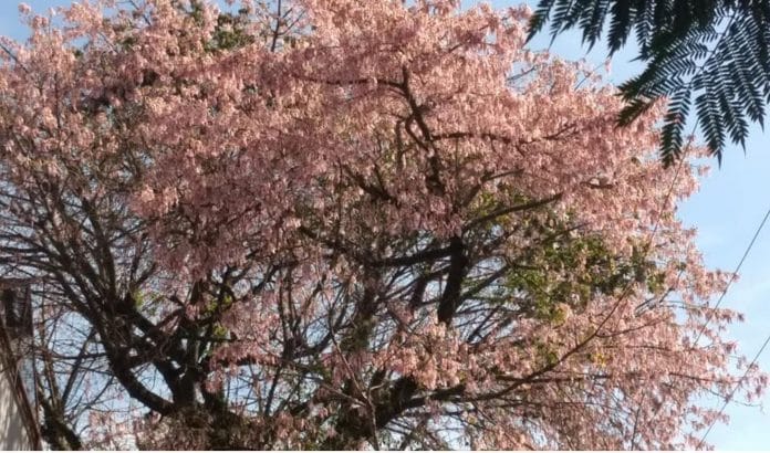 Todos os anos a Primavera vem