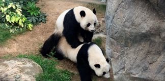 Com zoológico vazio na quarentena, pandas finalmente conseguem acasalar depois de dez anos