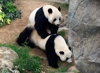 Com zoológico vazio na quarentena, pandas finalmente conseguem acasalar depois de dez anos