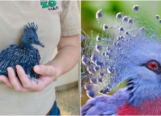 Esse é um dos pássaros mais bonitos do mundo. Confira suas imagens.