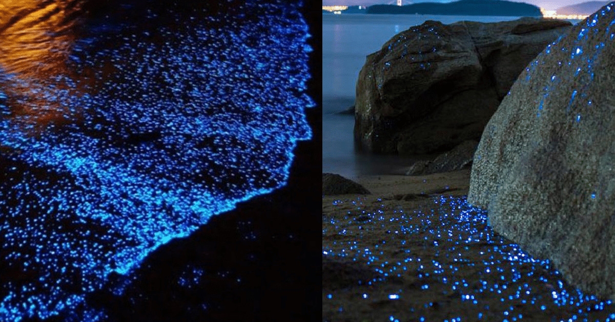 Conheça os cupinzeiros iluminados do cerrado do Mato Grosso do Sul que parecem castelos de fadas contioutra.com - Conheça os cupinzeiros iluminados do cerrado do Mato Grosso do Sul que parecem castelos de fadas